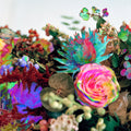 News From Nowhere Music CD