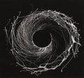 Dawn of Midi - Dysnomia Vinyl Record