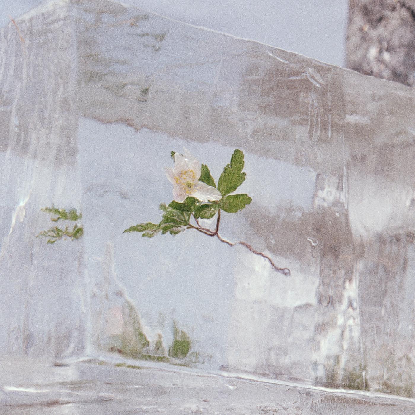 WINDFLOWERS (CLEAR VINYL) Vinyl Record