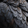 Bird Music CD