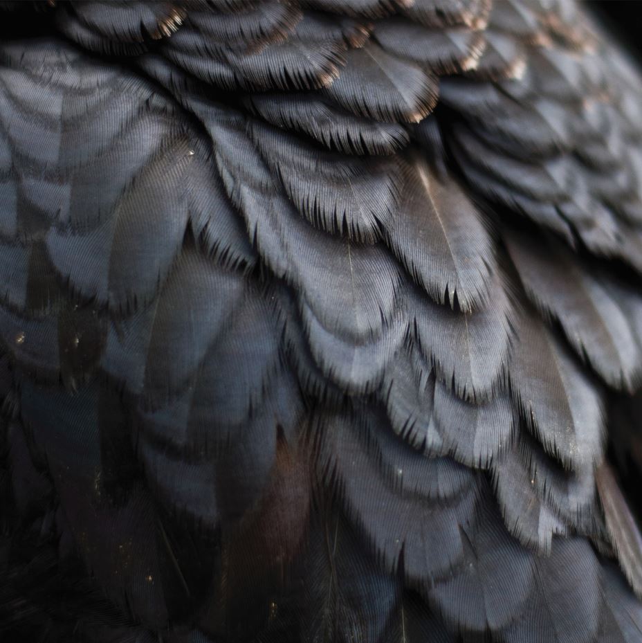 Bird Music CD