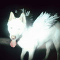 PRE-ORDER Fat Dog - Cancel Me (I'M Tired) Music CD