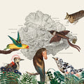 The Birds Of Marsville |