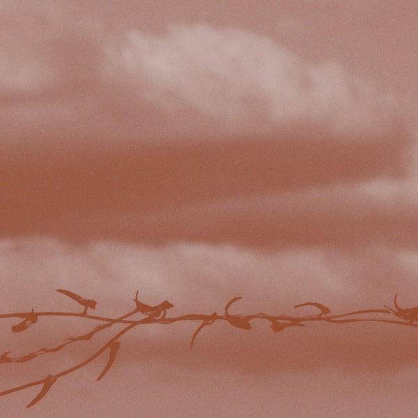 Double Bind Music CD