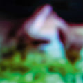 Disc Rot Vinyl Record