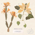 Christmas Cactus/Red Poinsettia (7" RSD 11.27.2020) | Mint (M) Mint (M)