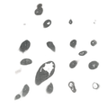Untitled White Album |