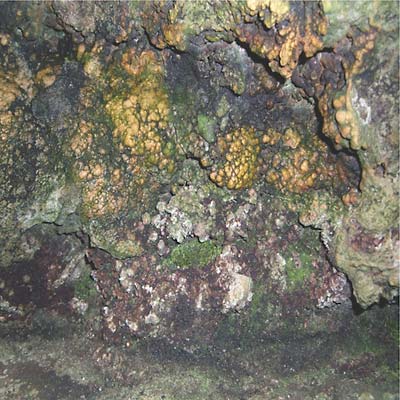 Elemental Disgrace Vinyl Record