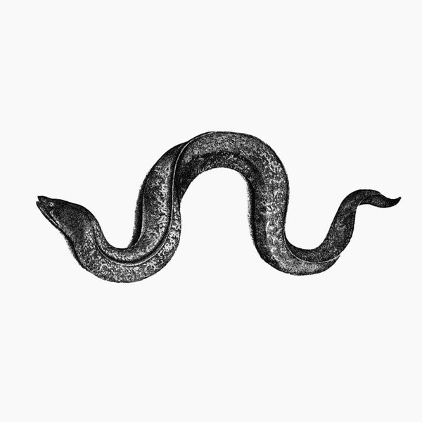 Eel Music CD