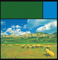 Panisperna Vinyl Record