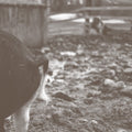 Tomorrow Is Too Late Music CD