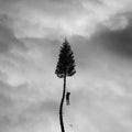 A Black Mile To The Surface [Gray Marble 2 LP] |