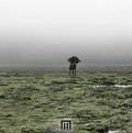 Figure In Field Vinyl Record