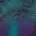 Lipp - (PRESALE TBD) Oi Zé! (VINYL) | Mint (M) Mint (M)