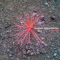 Familiar Music CD