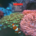 You're In Both Dreams (and You're Scared) Music CD