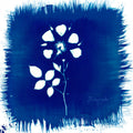 Floriography Music CD