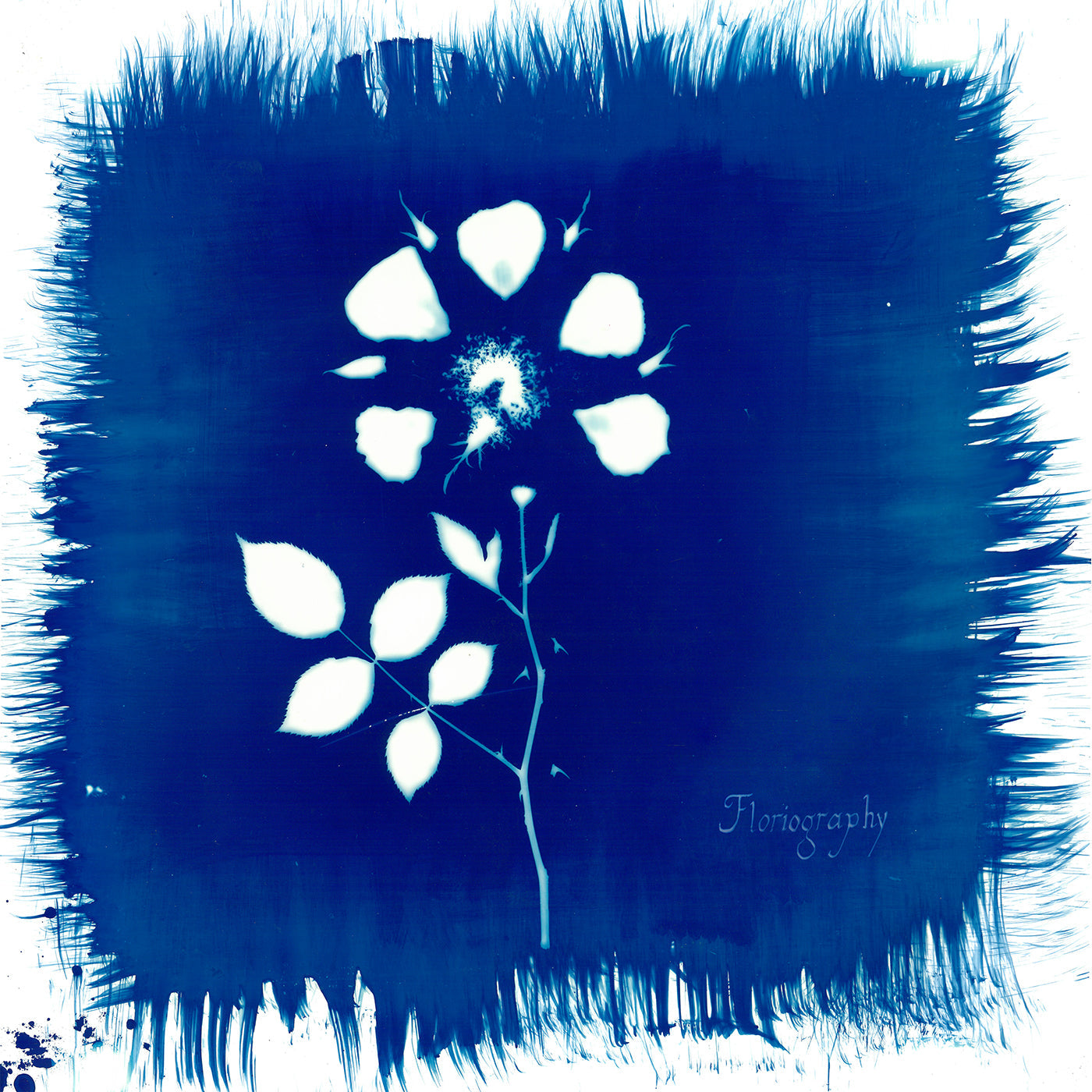 Floriography Music CD