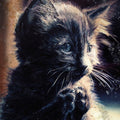 Perzeptiver Dampfkessel Qualmt Besinnlich - Pussy Disco Music CD Music CD