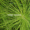 Equisetales |