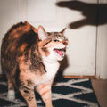 Riley! - Keep Your Cool Music CD