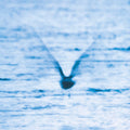 Mellow Dream Music CD