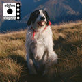 Dognip Vinyl Record
