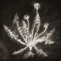 Dandelion Music CD