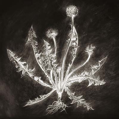 Dandelion Music CD