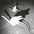 A Mimesis of Nothingness Vinyl Record