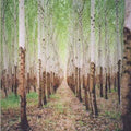 Beat Romantic Music CD