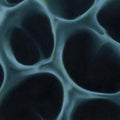 Radiolaria (VINYL 12") | Mint (M) Mint (M)