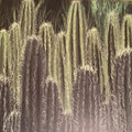 Prophecy EP | Mint (M) Mint (M)