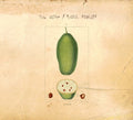 Baobab Music CD
