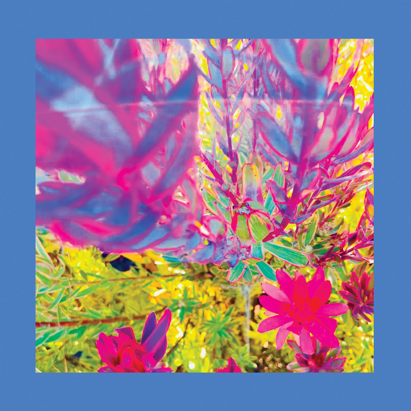 The Past Is A Garden I Never Fed Music CD
