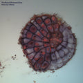 Molecular Affinity Vinyl Record