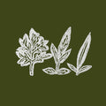 Variations of Weeds Music CD