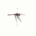 Widower Music CD