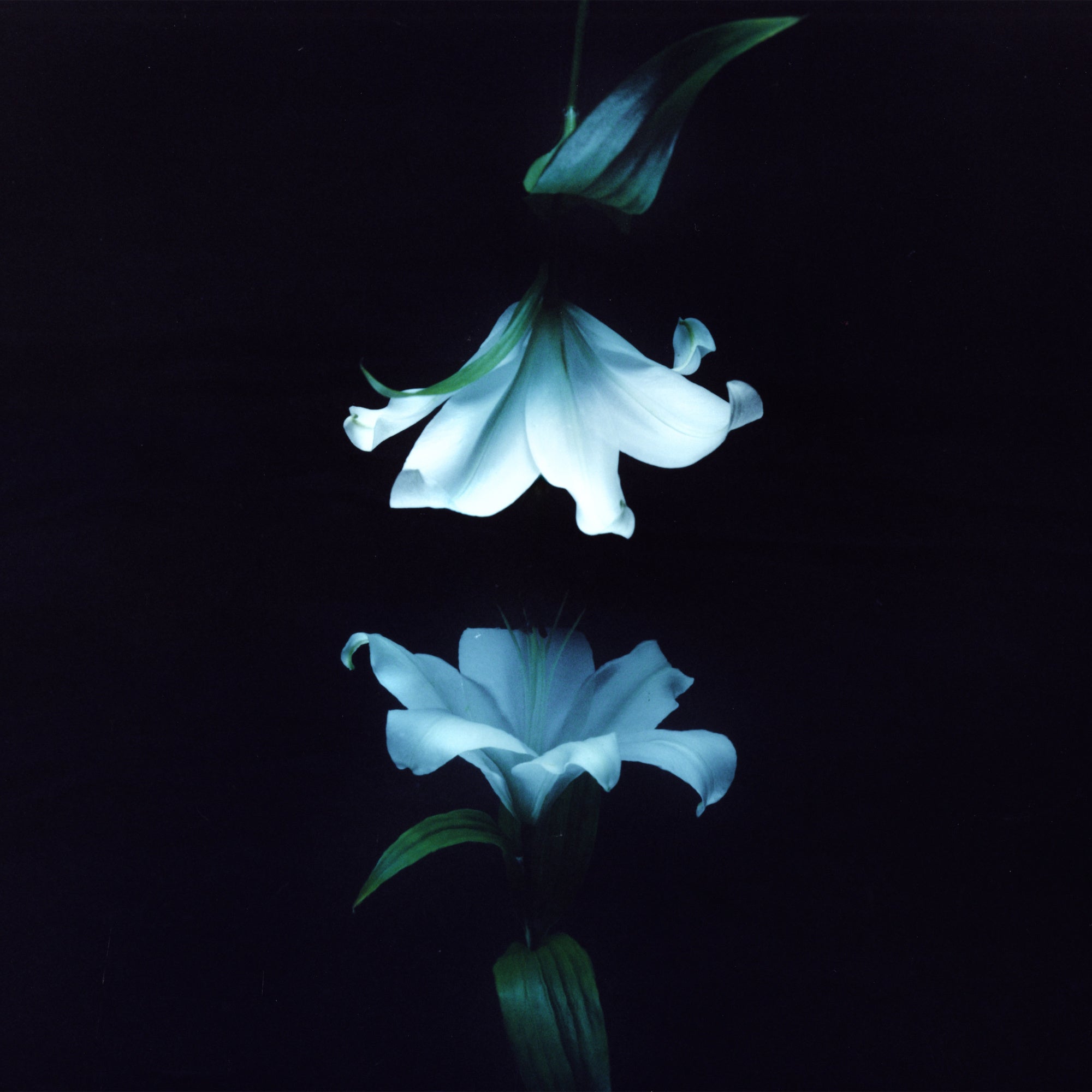 PRE-ORDER Wasia Project - Nocturne (Indies Exclusive) [Blue Vinyl] Vinyl Record